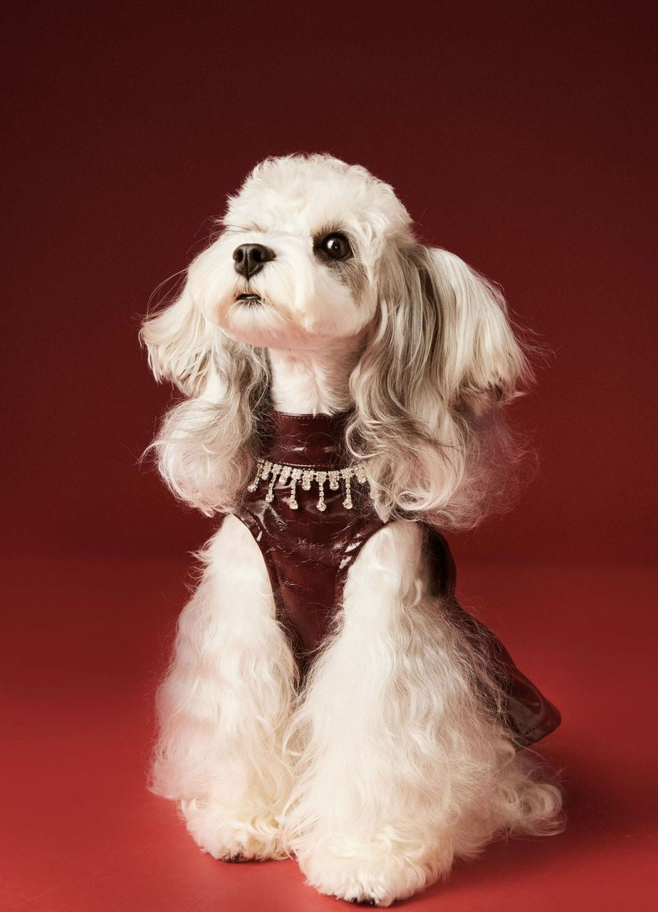 dog dress cutting PDF Sewing Pattern for Dogs, Harness Dress Size M, PDF and VIDEO Tutorial