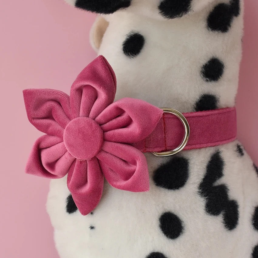 Baby Boo Collar and Leash Set