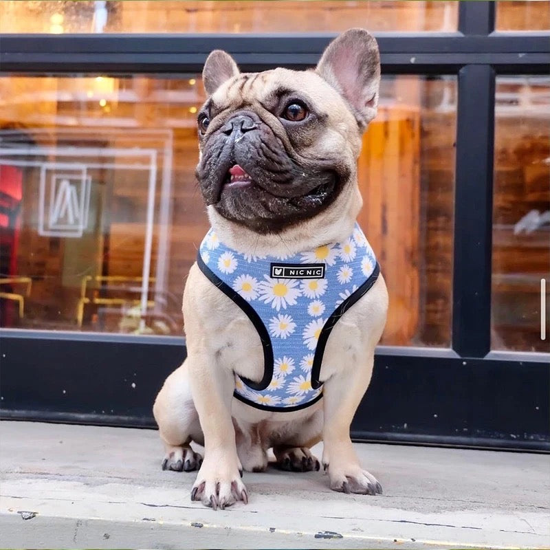 Daisy Harness & Leash Set