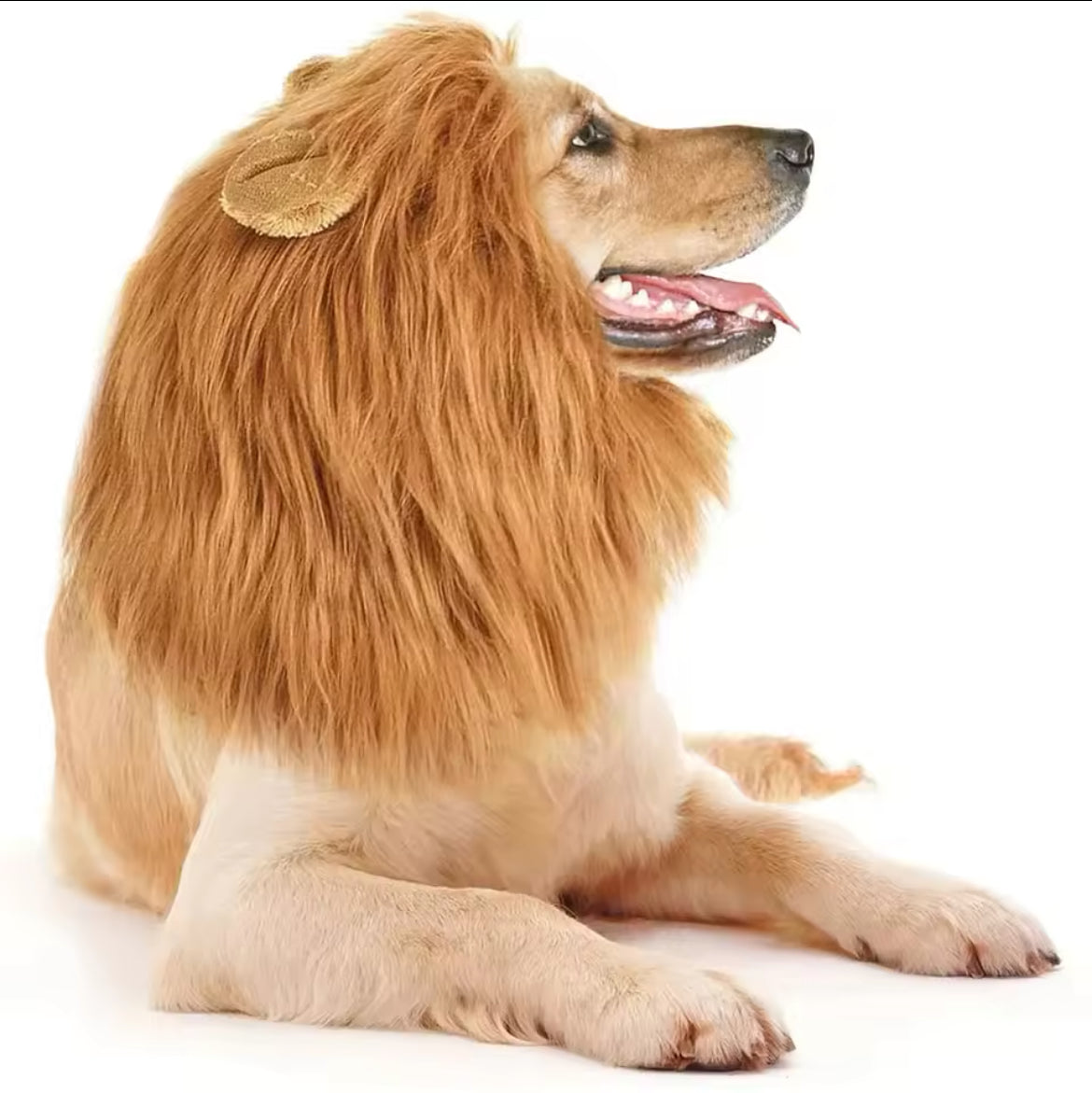 Lion Mane