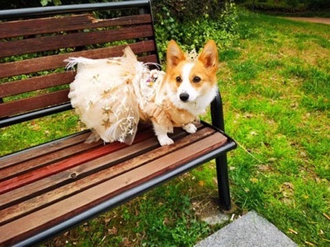 Fall Dress