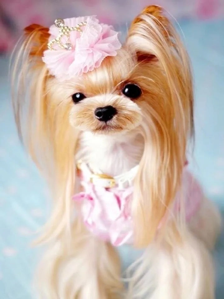 Princess Crown