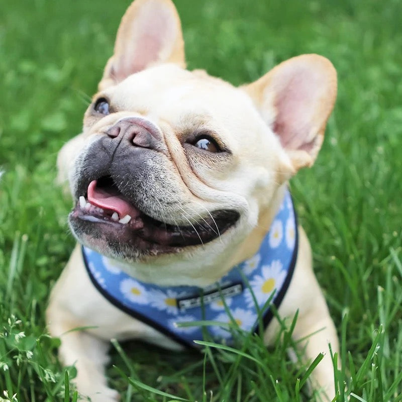 Daisy Harness & Leash Set