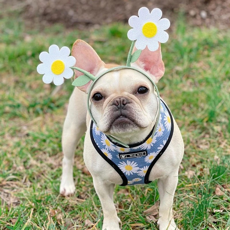 Daisy Harness & Leash Set
