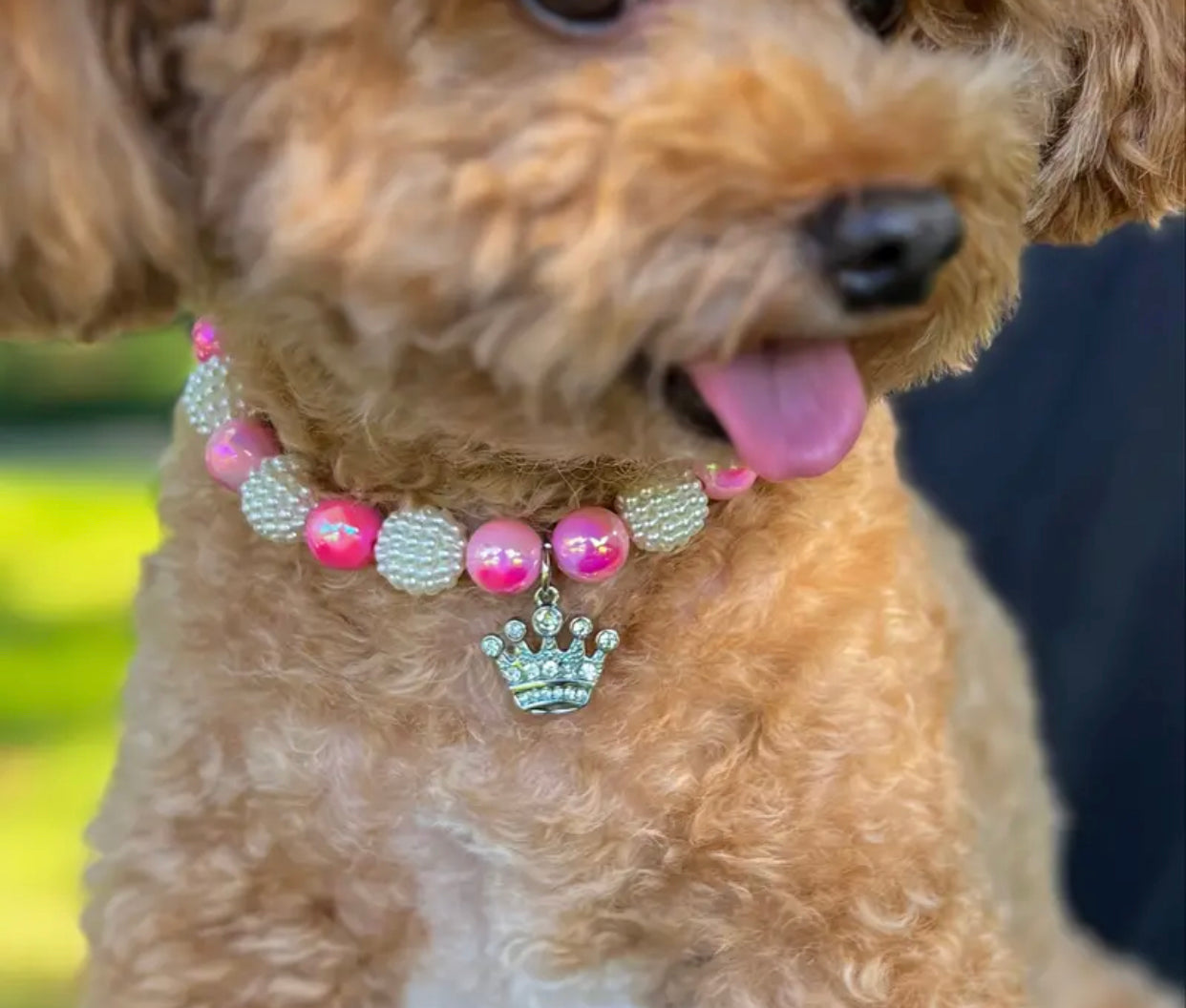 Doggy Couture Collar