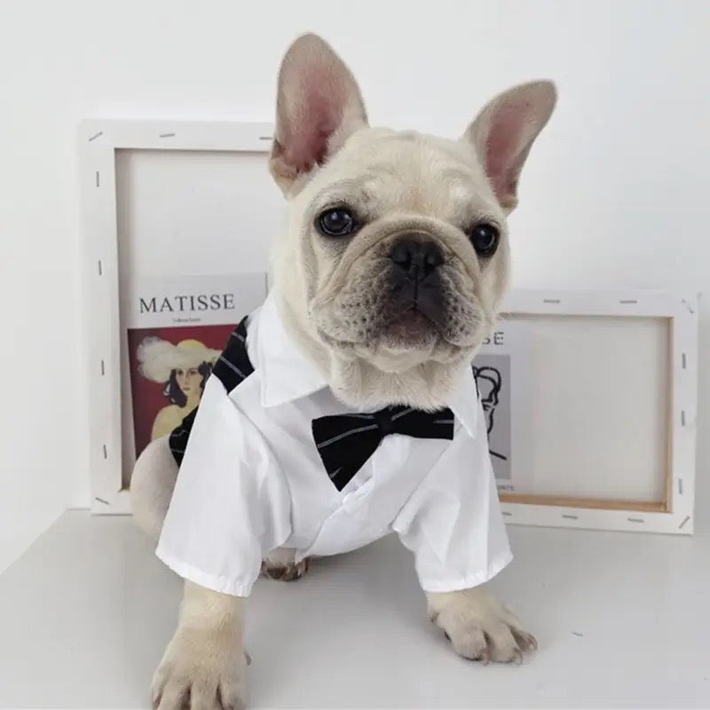 Tuxedog Suit