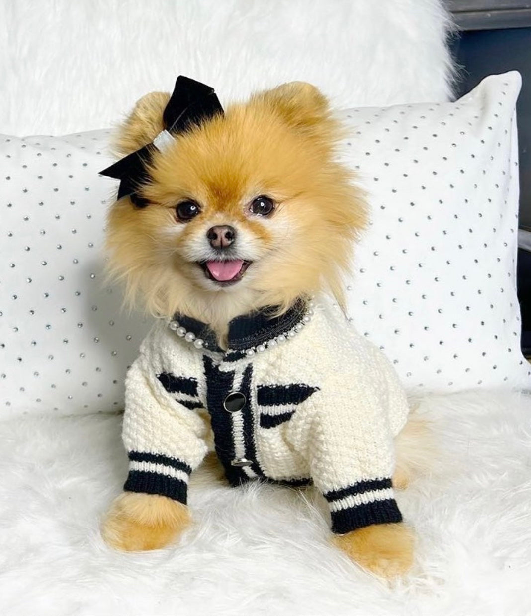 Why Your Small Dog Deserves Couture Clothing Too
