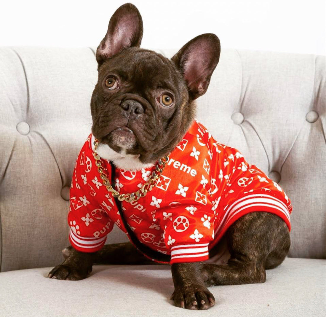 What to Pack for a Dog-Friendly Vacation in Style
