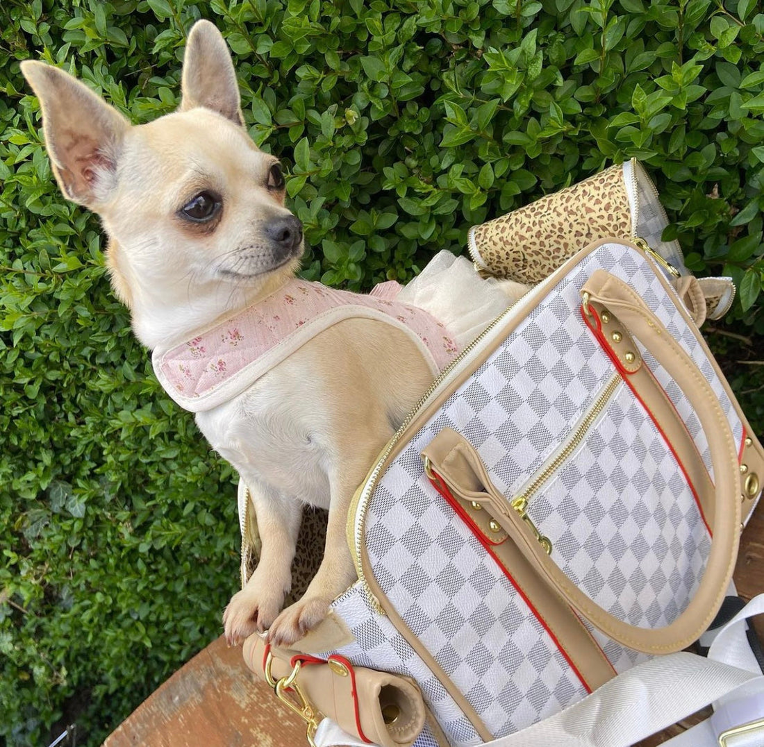 Why Luxury Fashion Isn’t Just for Humans Anymore