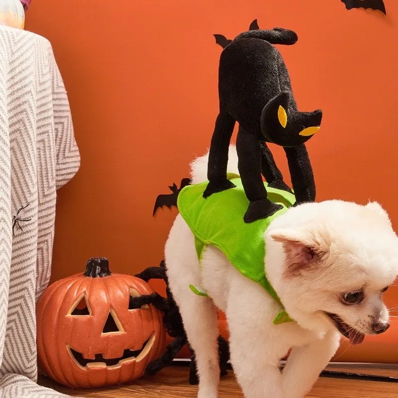 A Scaredy Cat Halloween Costume