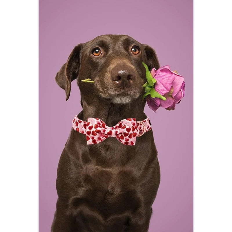 Heart Collar Bowtie