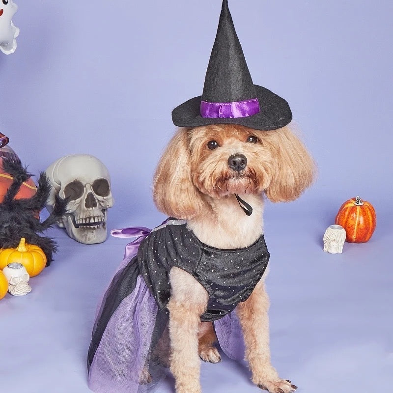 Witch Dog Halloween Costume