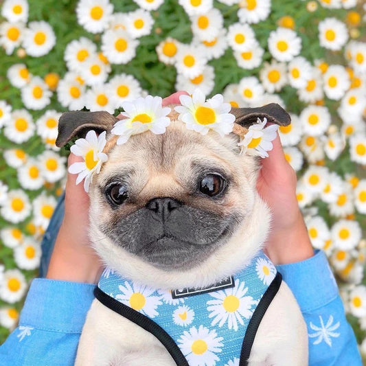 Daisy Harness & Leash Set