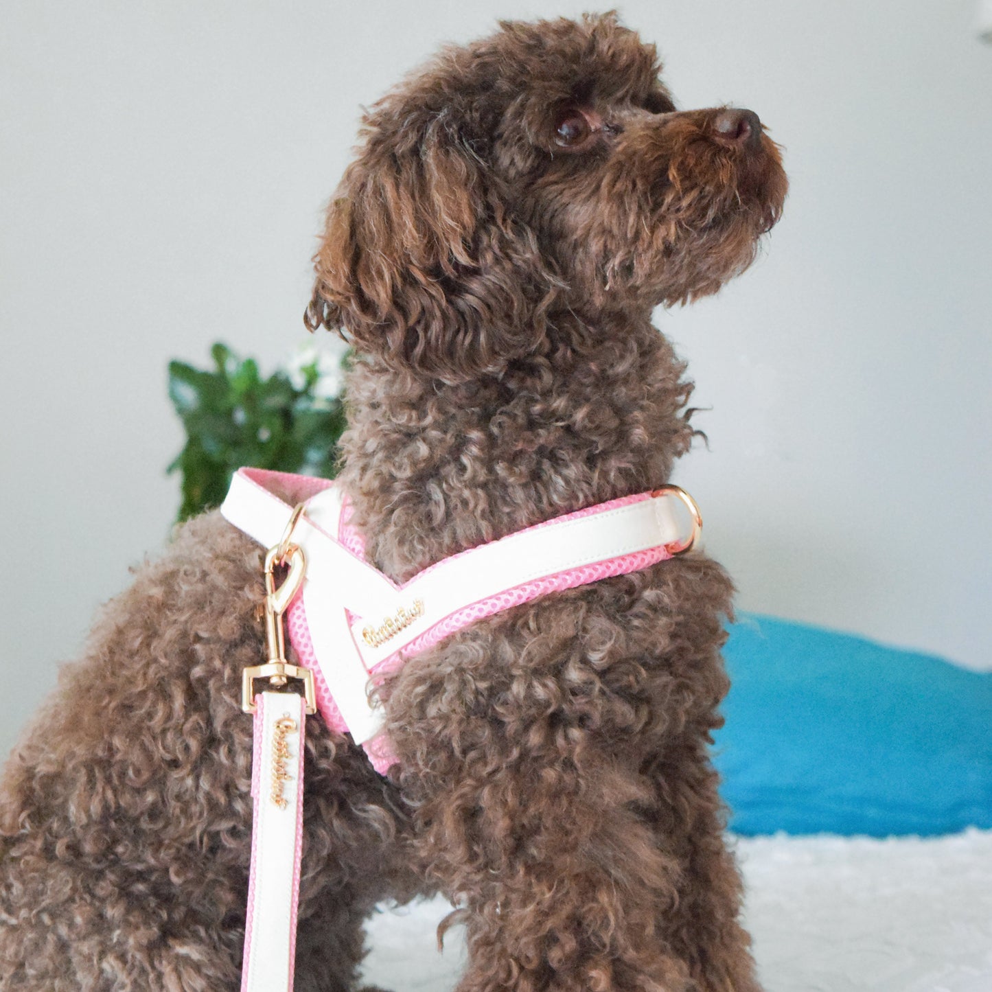 My Baby Girl Collar