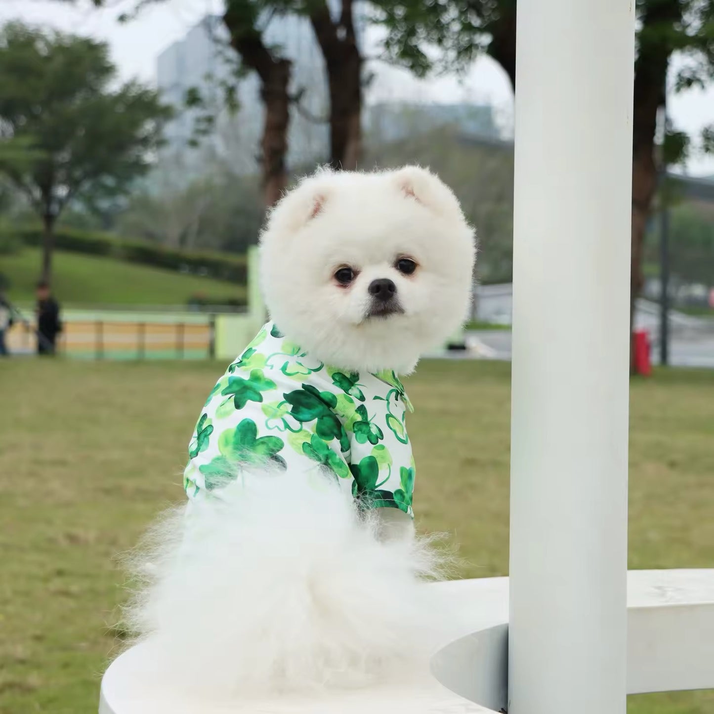 Saint Patrick’s Day Shirt