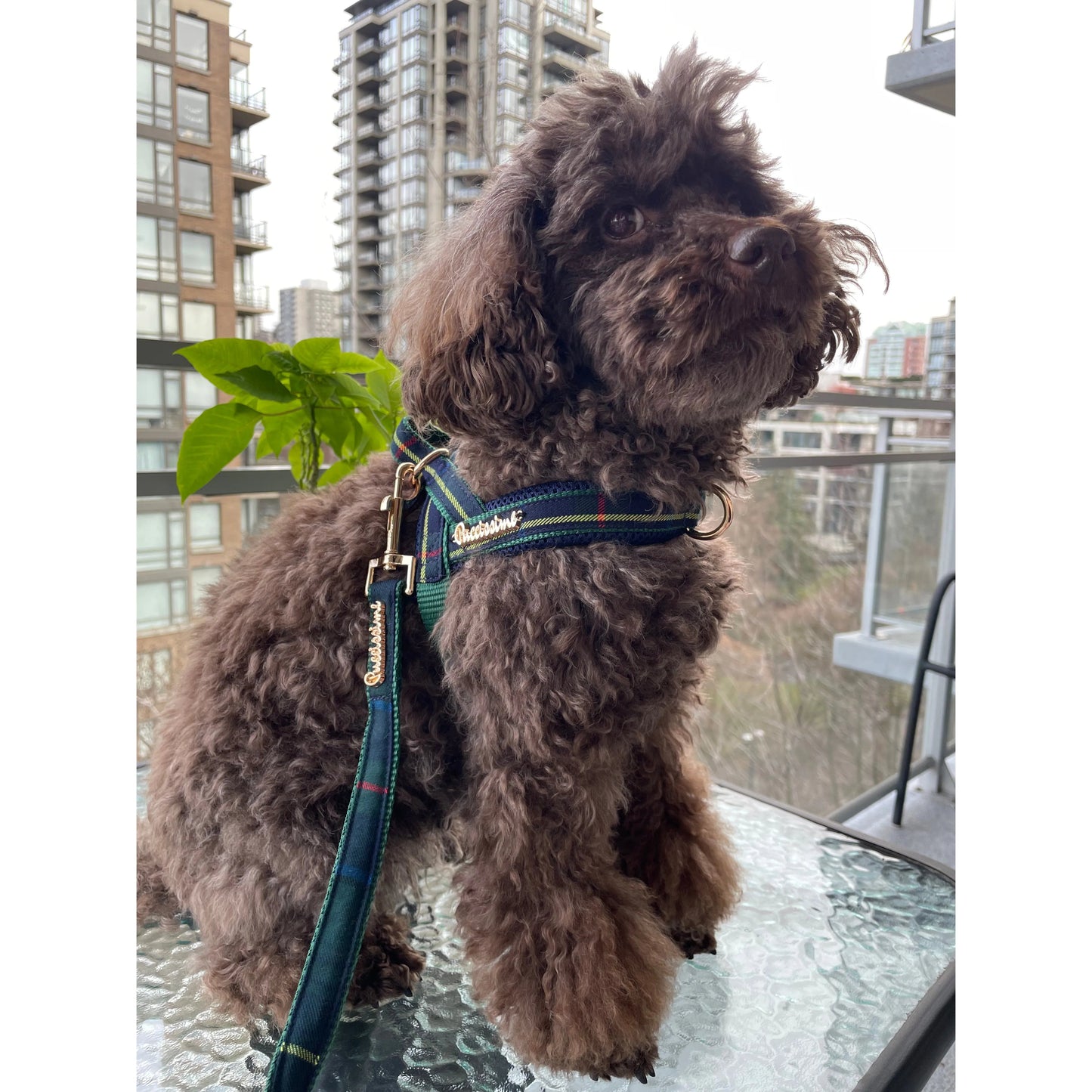 Barclay Plaid Green One-Click Dog Harness