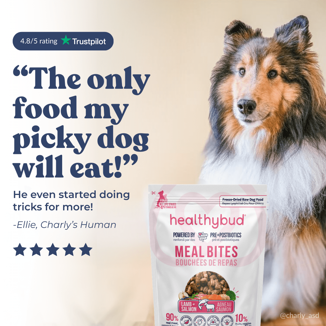 Lamb + Salmon Meal Bites